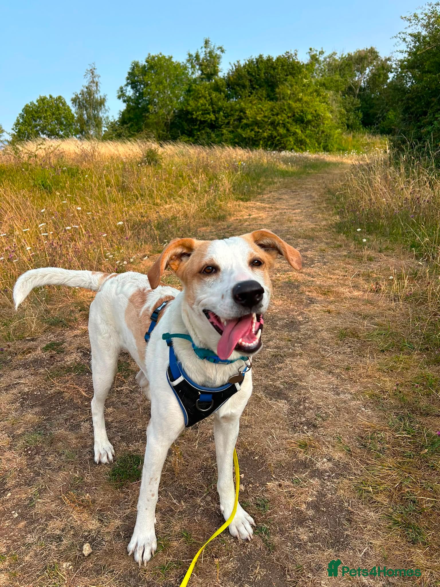 Mixed Breed dogs 🌿 Meet Milo – Your Next Adventure Buddy! 🐾 - Advert 1