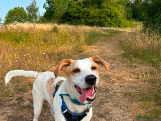 Mixed Breed dogs 🌿 Meet Milo – Your Next Adventure Buddy! 🐾 - Advert 1