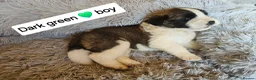 Saint Bernard dogs for sale: Saint Bernard‘s puppies - Advert 22