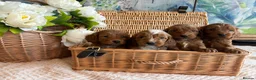Cockapoo dogs for sale: Cockapoo F1 show type pups, PRIZEWINNING LINES  - Advert 4