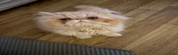 Persian cats for sale: 1 year old champagne pure breed Persian boy  - Advert 5