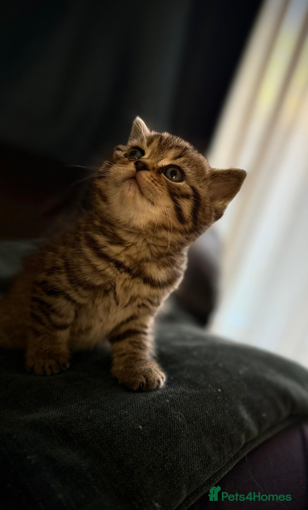 Scottish Fold cats for sale: For sale: five Scottish Kittens  - Image 5