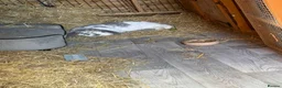 French Lop rabbits for sale: French lop up for rehome in Atherstone - Advert 4