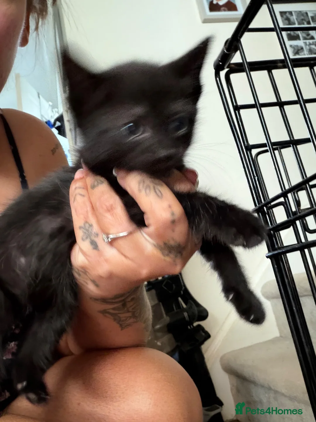 Mixed Breed cats for sale: Beautiful kittens - Advert 4