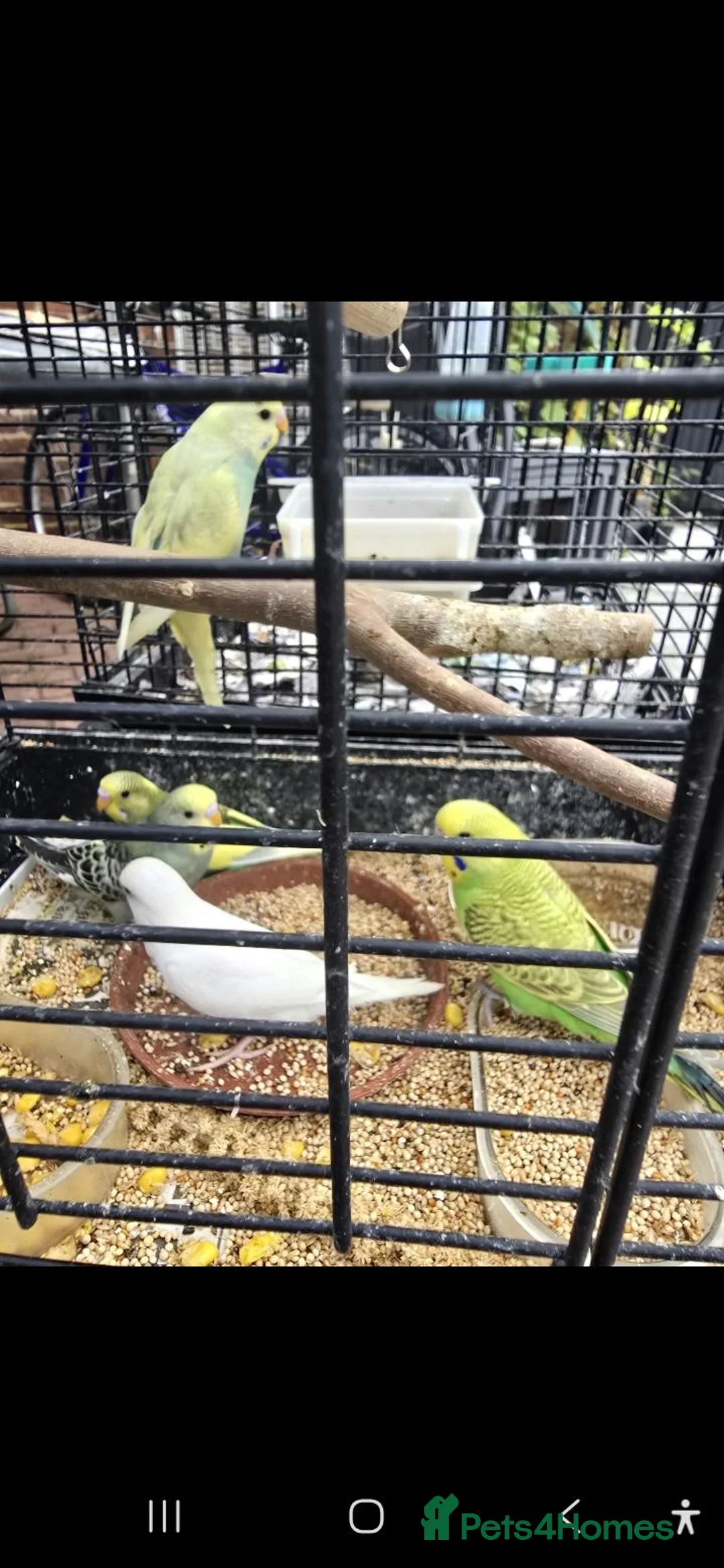 Parrots birds for sale: Tame baby budgies  - Advert 1