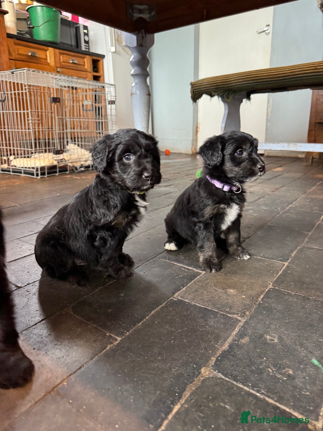 Bordoodle dogs for sale: Quality Miniature Bordoodles  - Image 19