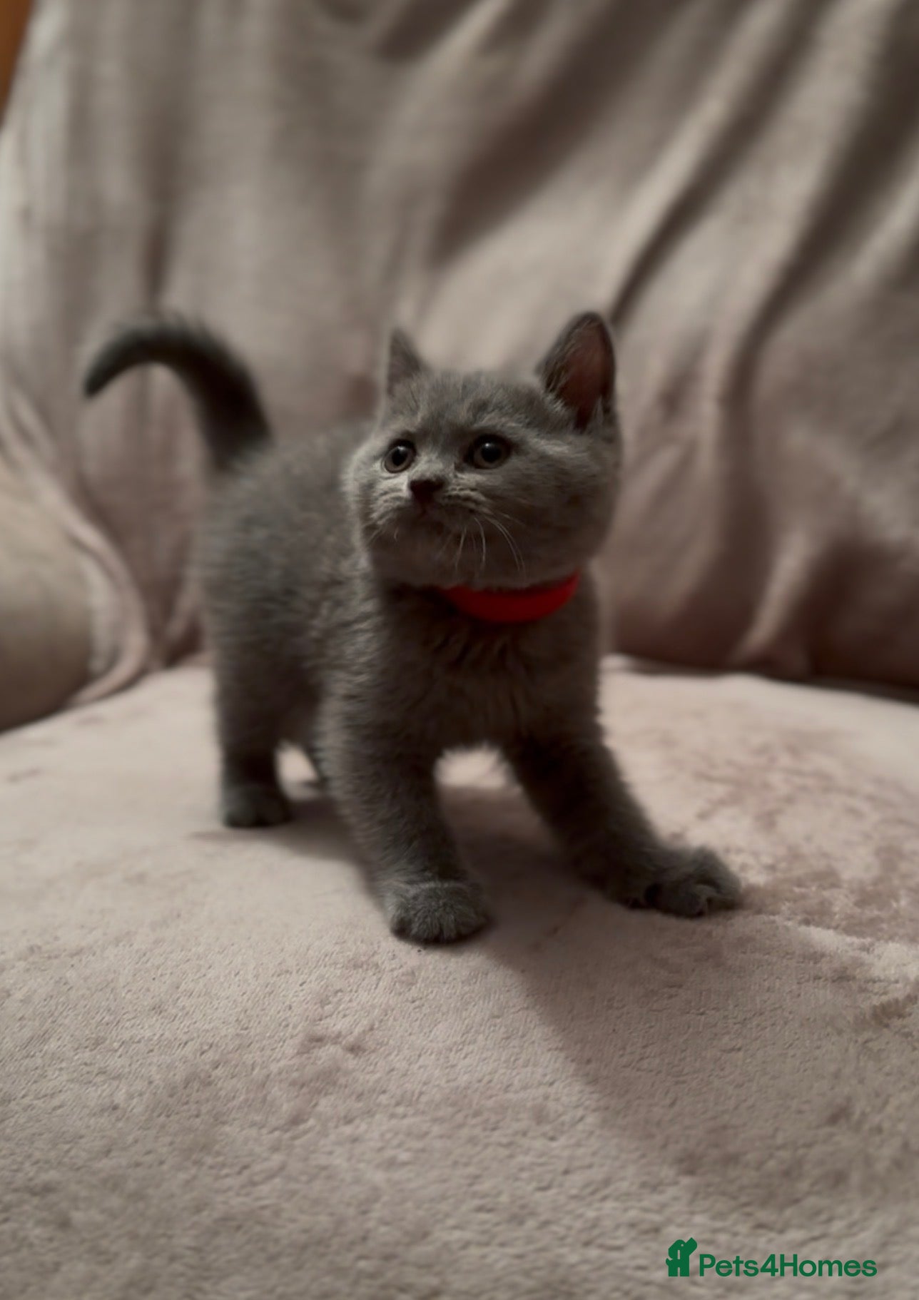 British Shorthair cats Beautiful Champion Bloodlined BSH kittens. - Advert 3