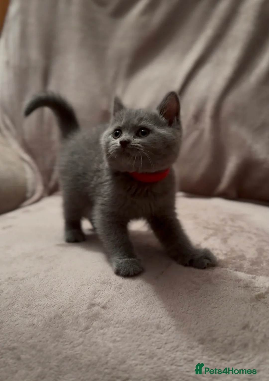 British Shorthair cats for sale: Beautiful Champion Bloodlined BSH kittens. - Advert 1