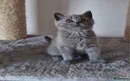 British Shorthair cats for sale: Tica Registered Blue British Shorthair kittens - Image 15