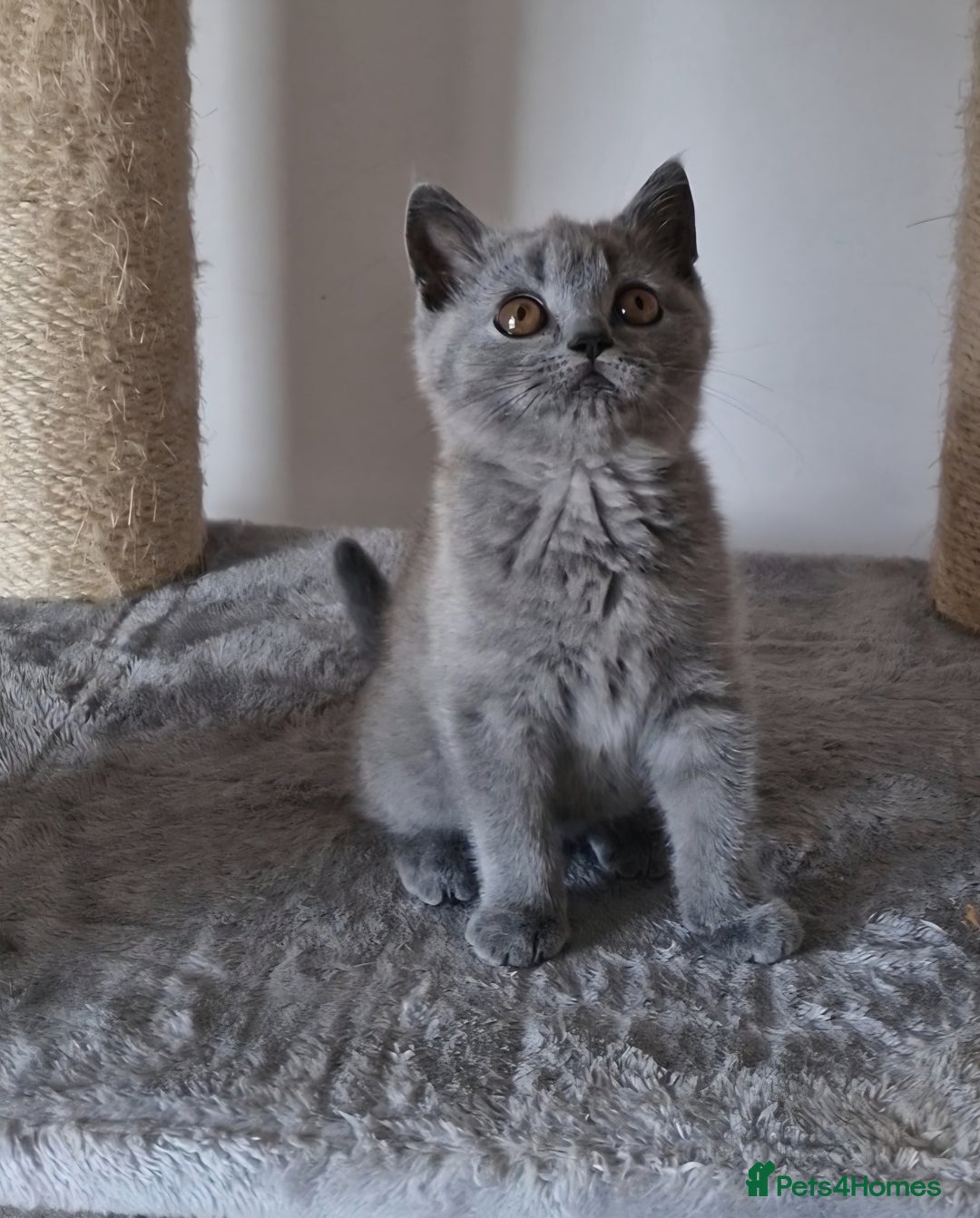 British Shorthair cats for sale: Tica Registered Blue British Shorthair kittens - Image 15