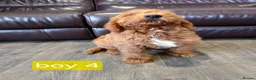 Labradoodle dogs for sale: Adorable F1B Miniature Labradoodle Pups 🐾🩷 - Advert 31