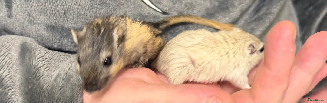 Gerbil rodents for sale: 2 bonded brothers hand tamed 20 pound each  - Advert 6