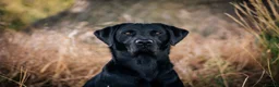 Labrador Retriever dogs for stud: Ftw black labrador stud dog  - Advert 1