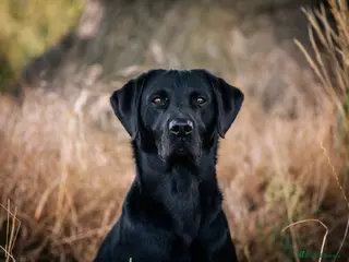 Labrador Retriever dogs Ftw black labrador stud dog - Advert 23