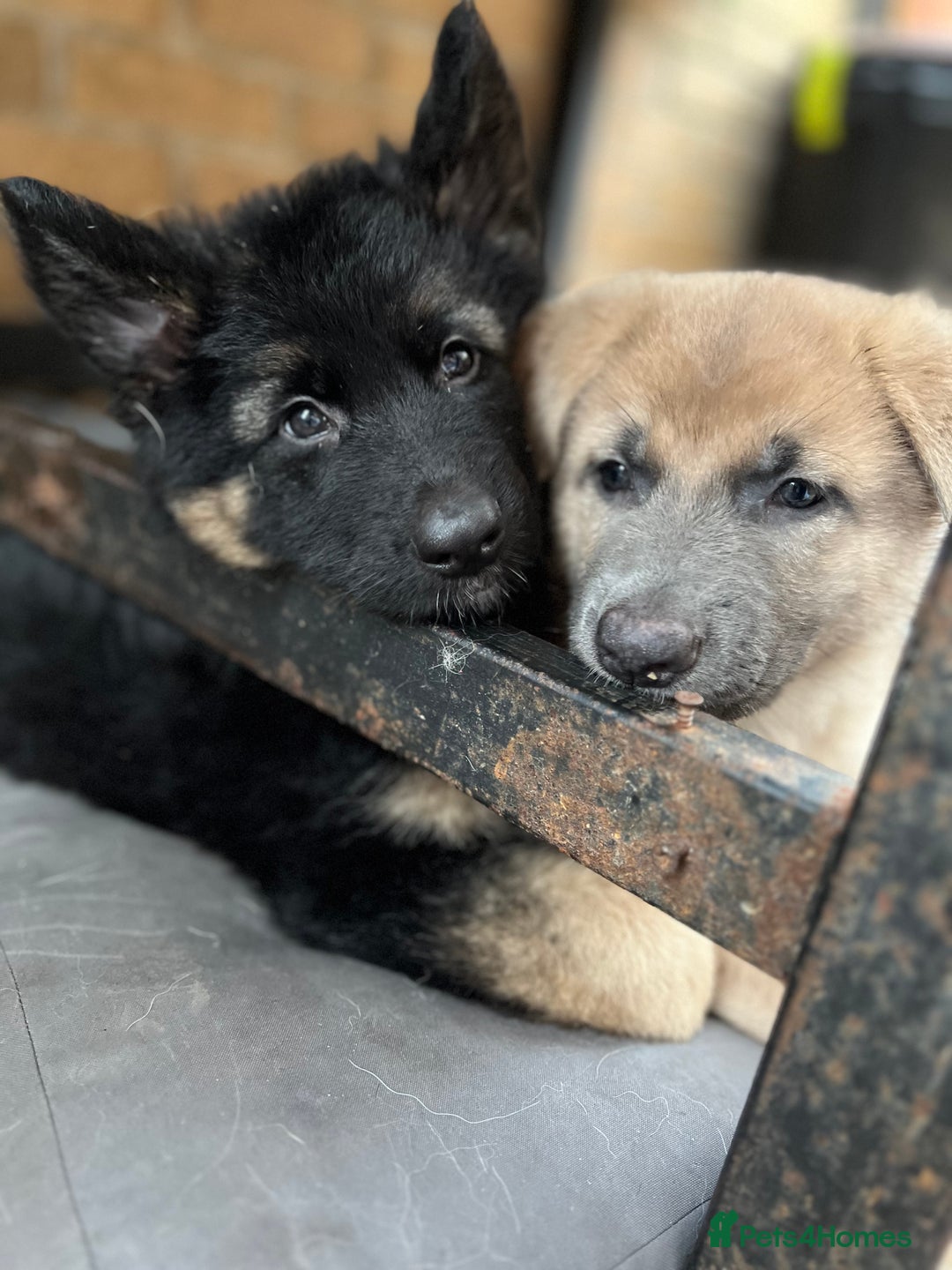German Shepherd dogs for sale: REDUCED German shepherd puppies 8 was old - Advert 10