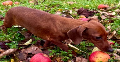 Miniature Dachshund dogs Pixie: The Little Dog Who Escaped the Darkness - Advert 8