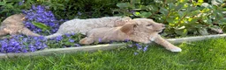 Goldendoodle dogs for sale: LAST THREE! Golden doodle pups from a loving home - Advert 8