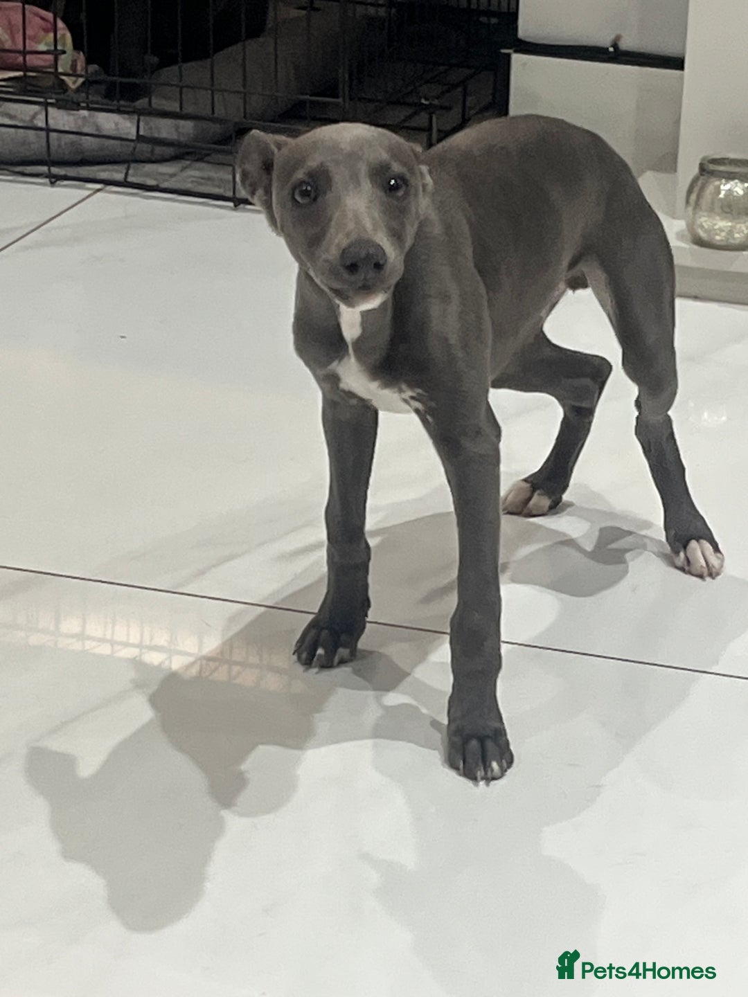 Whippet dogs for sale: Blue boy kc reg fully vaccinated and microchip  - Image 7