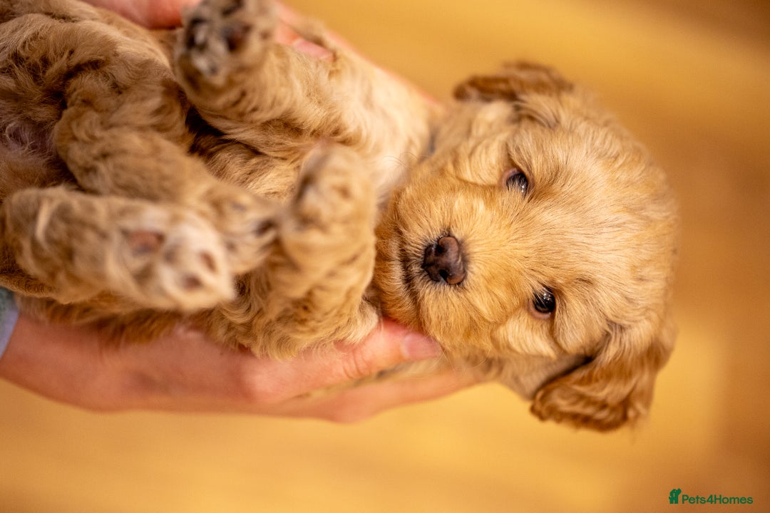 Cockapoo dogs for sale: Stunning F2b Miniature Cockapoos / Health Tested - Image 30