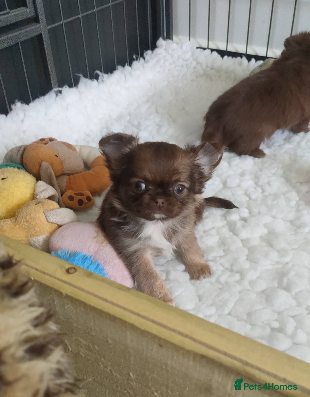 Chihuahua dogs for sale: Only one beautiful boy left,he's totally stunning  - Image 5
