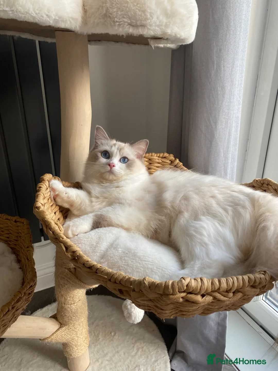 Ragdoll cats for sale: Ragdoll female  - Advert 2