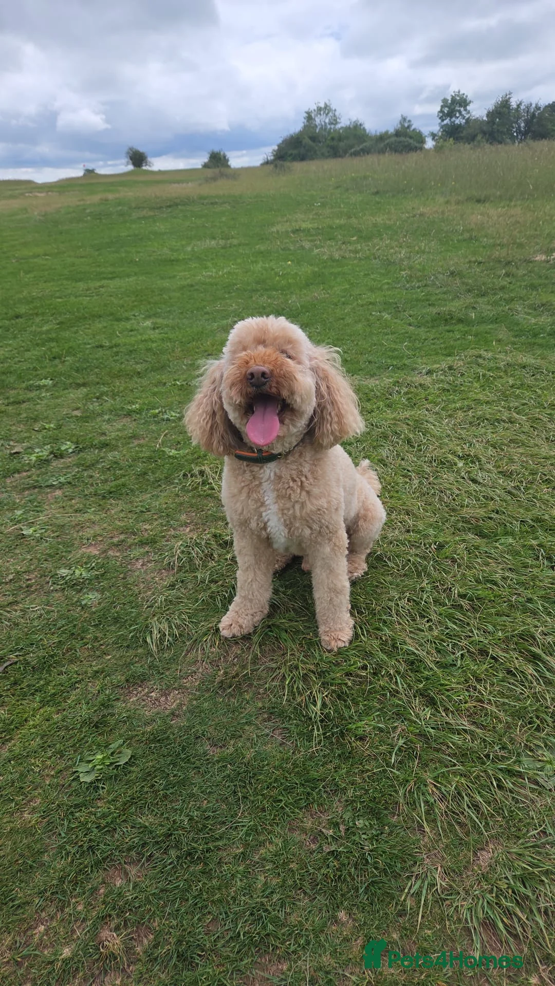 Mixed Breed dogs for sale: Loyal Companion Seeking Calm, Adult-Only Home - Advert 2
