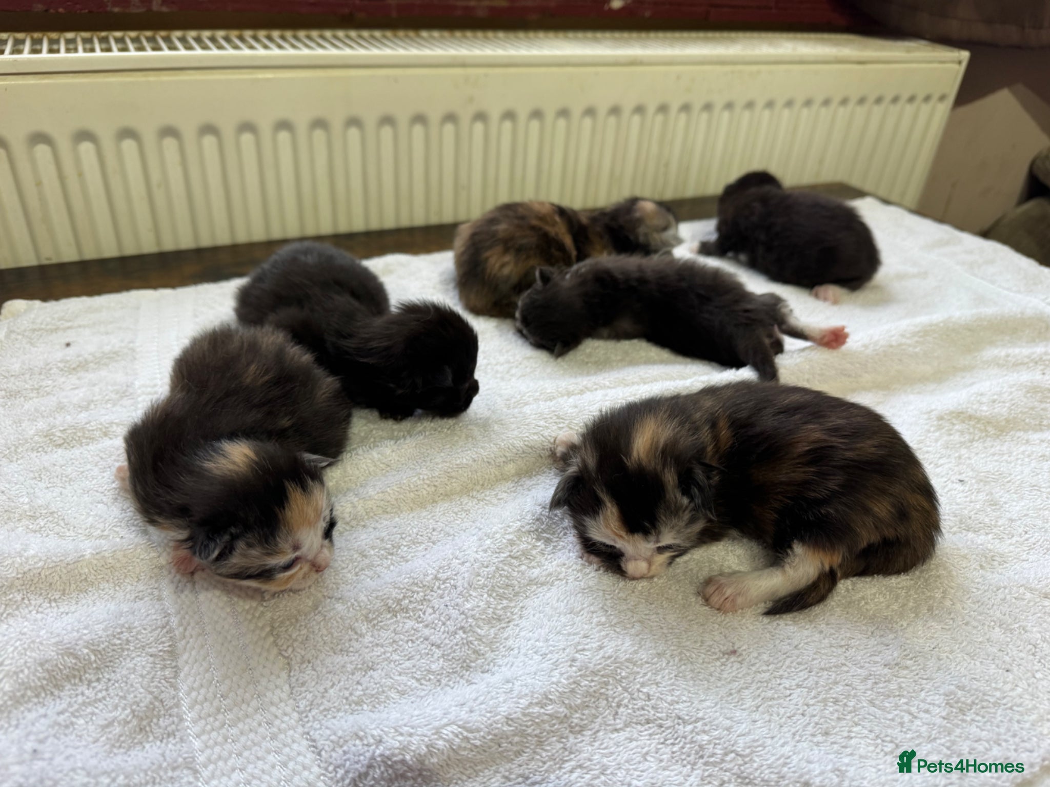 Maine Coon cats PEDIGREE MAINE COON KITTENS 3 boys/3girls - Advert 2