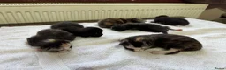 Maine Coon cats for sale: PEDIGREE MAINE COON KITTENS 3 boys/3girls - Advert 5