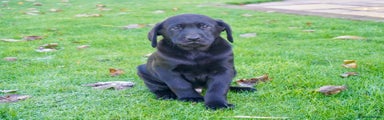 Labrador Retriever Puppy 4