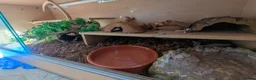 Python Snake reptiles for sale: Male Coastal Carpet Python and set up - Advert 3