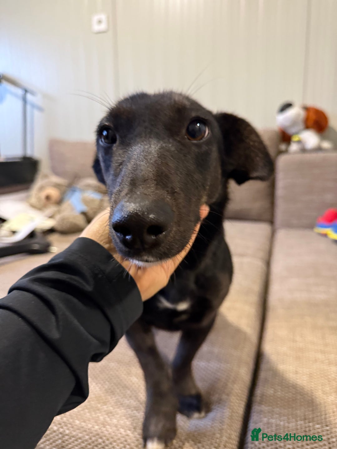 Dachshund dogs for adoption: Cute Lolita looking for LOVE  - Advert 24