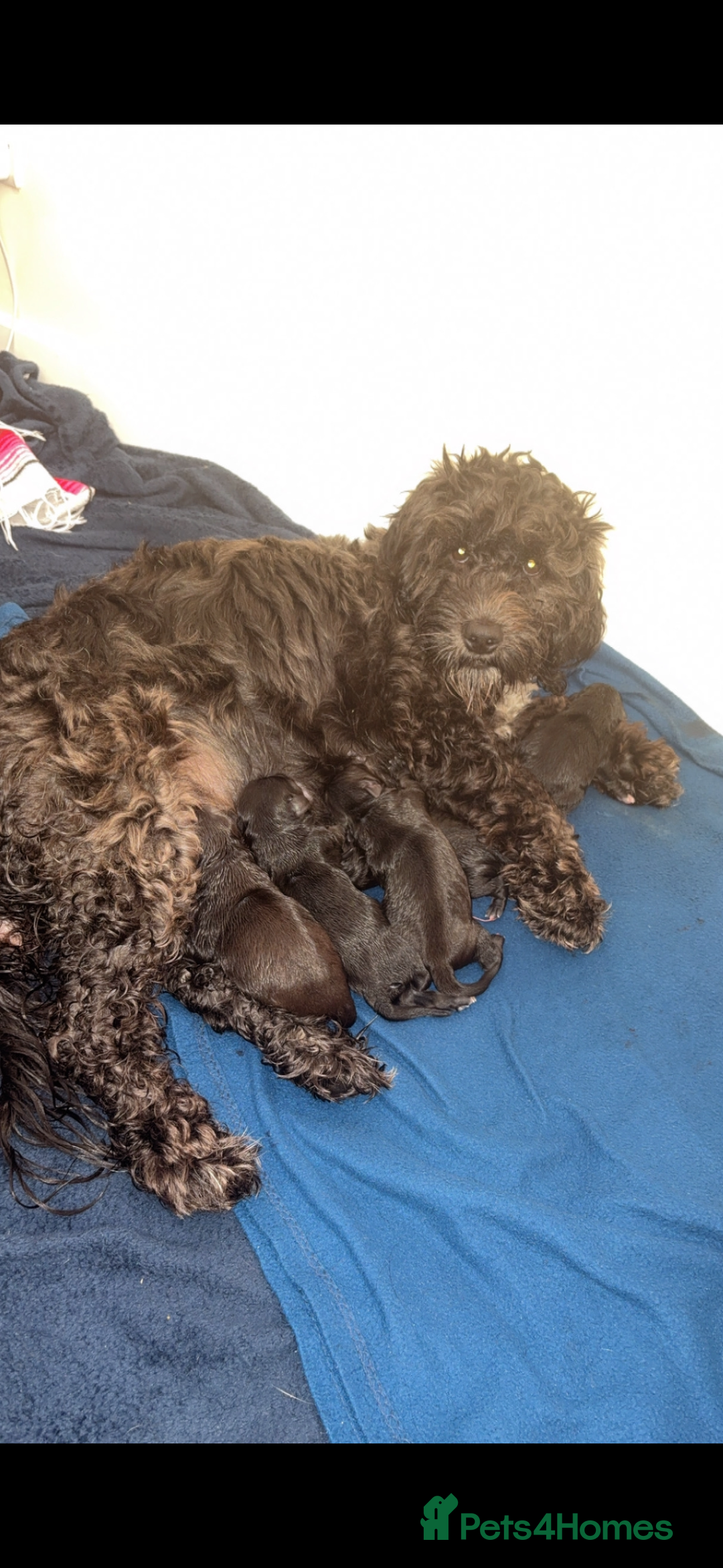 Mixed Breed dogs for sale: Lab/cockapoo cross - Image 16