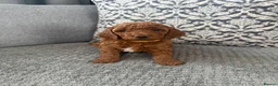 Cockapoo dogs for sale: Stunning Red & Apricot Cockapoo  (F1b) DNA Tested in Redditch - Advert 14