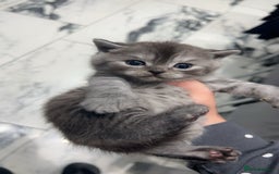 British Shorthair cats for sale: Rare silver smoked British shorthair kitten - Image 3