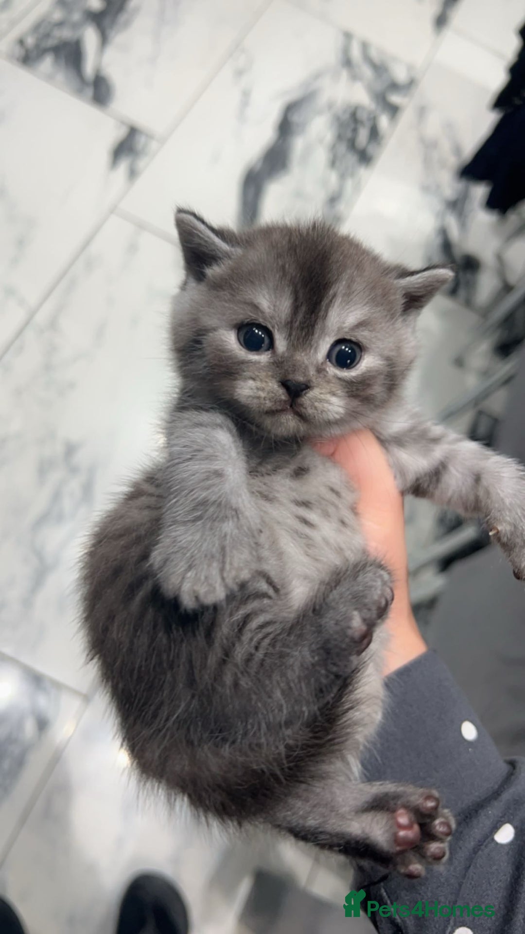 British Shorthair cats for sale: Rare silver smoked British shorthair kitten - Image 3