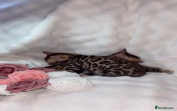 Bengal cats for sale: 2 Female Pure Bengals Ready For A New Home 🏡 - Advert 7