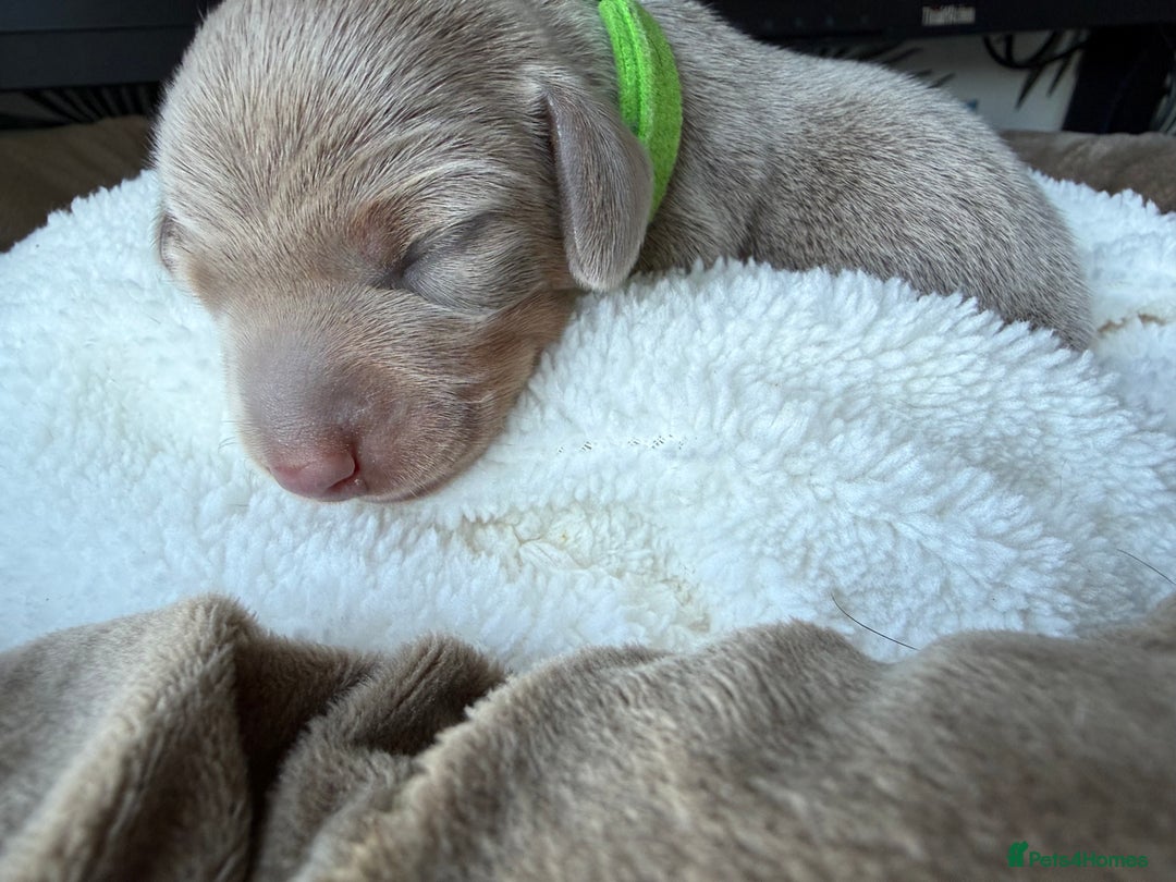 Miniature Dachshund dogs for sale: KC Miniature Dachshund short hair 4M 1F - Advert 14