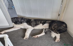 Caucasian Shepherd Dog dogs for adoption: Max 2.5 year old Macedonian rescue  - Image 4