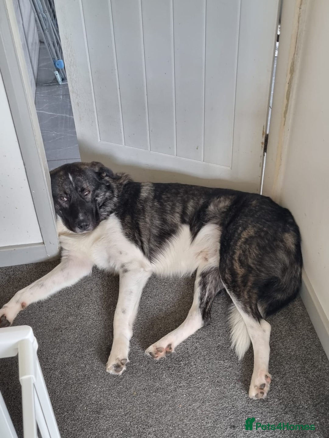 Caucasian Shepherd Dog dogs for adoption: Max 2.5 year old Macedonian rescue  - Image 4