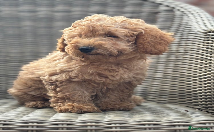 Mixed Breed dogs - Advert 1
