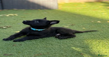 German Shepherd dogs - Advert 3
