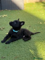 German Shepherd dogs - Advert 6