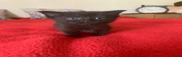 Mixed Breed cats for sale: Beautiful Kittens in Sutton-in-Ashfield - Advert 5