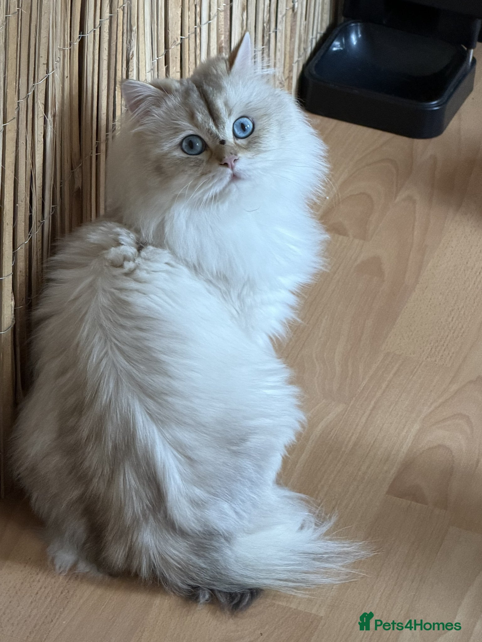 British Shorthair cats for sale: Stunning British shorthair & Longhair kittens - Advert 24