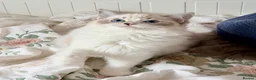 Ragdoll cats for sale: 💠🐈 TICA REG 🌟 EUROPEAN RAGDOLL KITTENS 🐈💠 - Advert 11