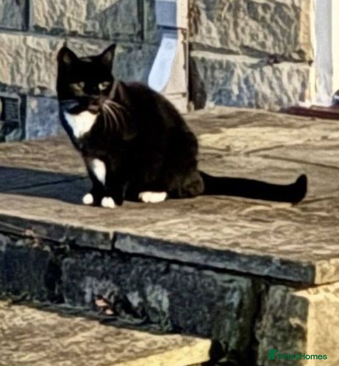 Mixed Breed cats for adoption: Toots - a lovely middle aged lady in good health - Advert 2