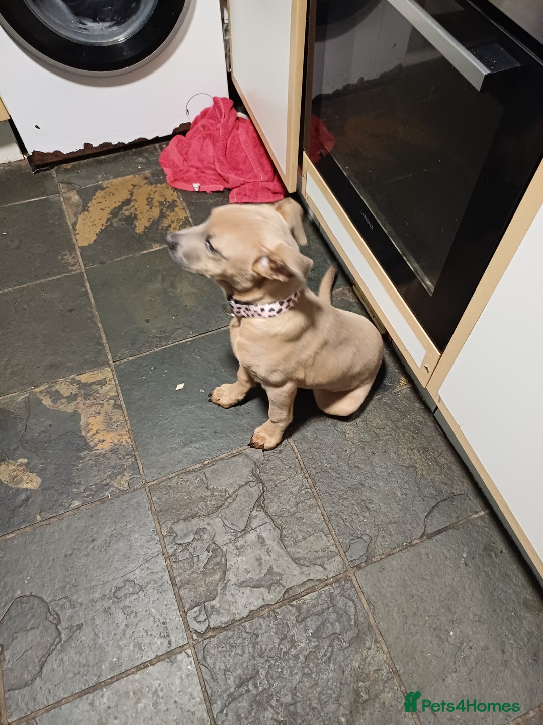 Mixed Breed dogs for sale: Karma - Advert 13