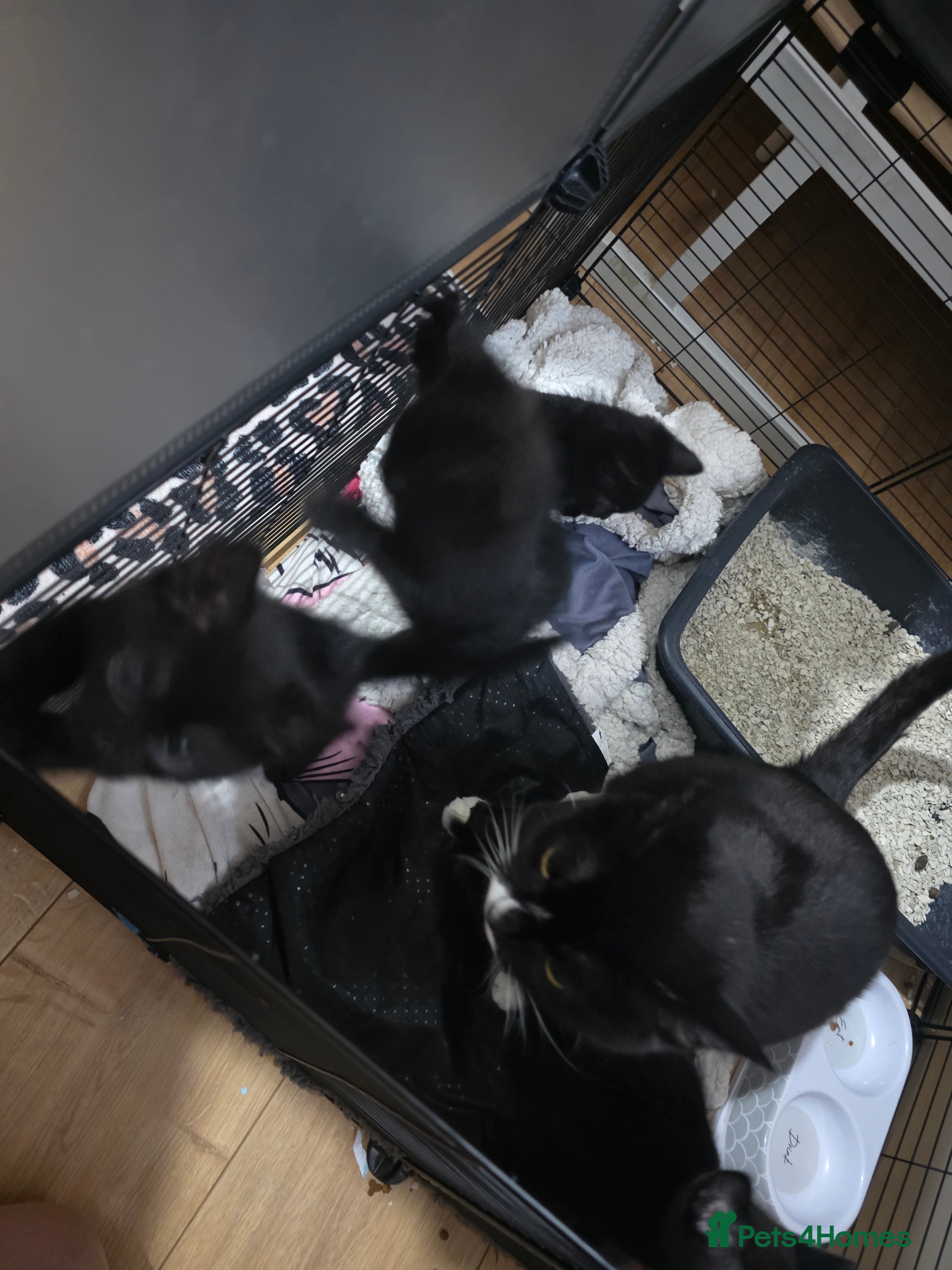 Mixed Breed cats 4 black kittens - Advert 1