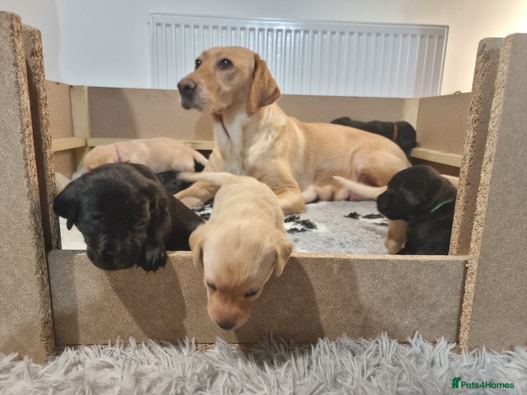 Labrador Retriever dogs for sale: PEDIGREE & KC REG LABRADOR RETRIEVER  - Advert 1