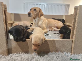 Labrador Retriever dogs PEDIGREE & KC REG LABRADOR RETRIEVER - Advert 15
